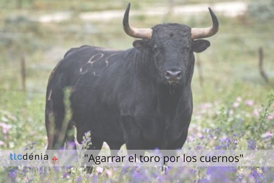 Spanish expression: agarrar el toro por los cuernos