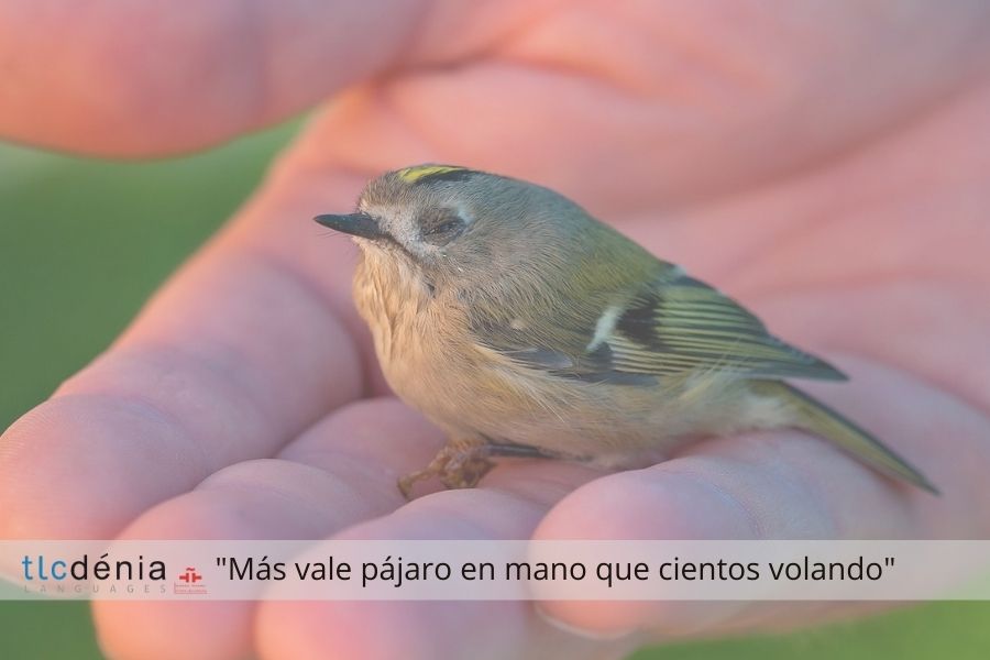 Spanish expression: más vale pájaro en mano que ciento volando