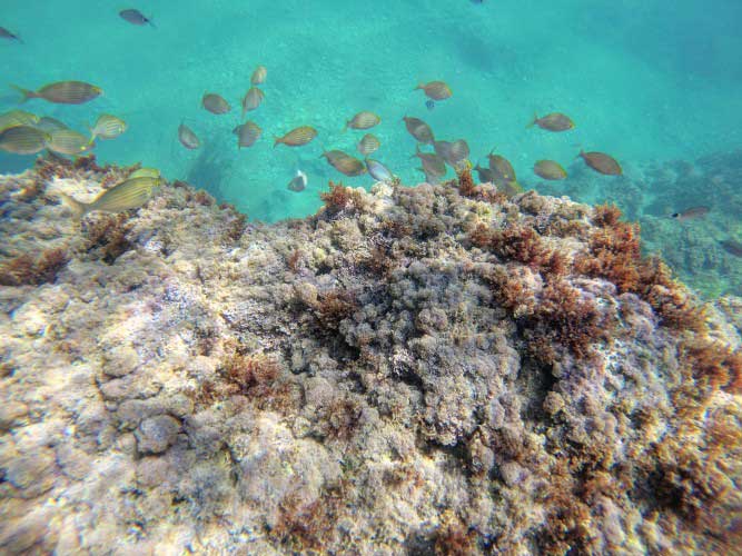 snorkel denia rocas