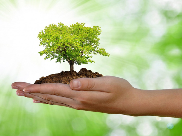 Conversación en español sobre ecologismo un árbol en una mano