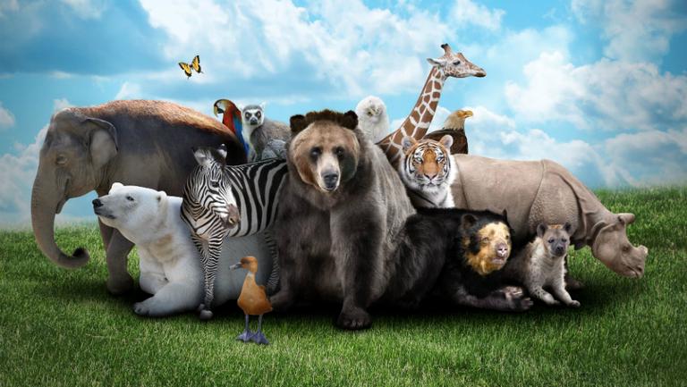 Conversación en español sobre ecologismo todos los animales salvajes en peligro