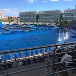 Espectáculo de delfines en el Oceanográfico de Valencia