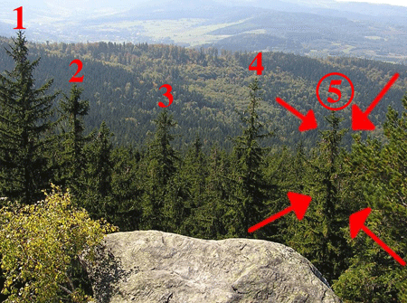 Wald mit Aussicht