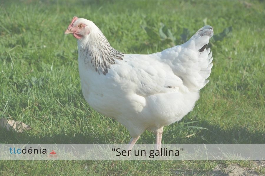 Huhn auf der Wiese