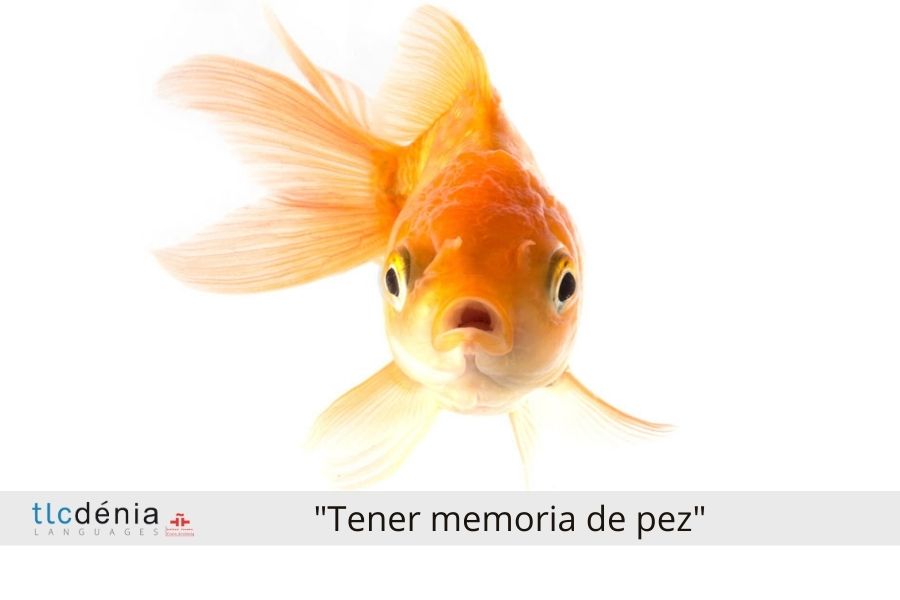 Ein Goldfisch sein