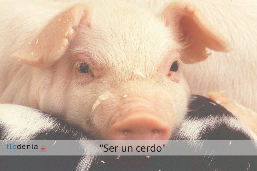 Ein Schwein ausdruck