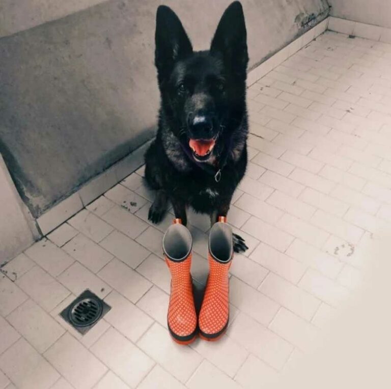 Schwarzer Hund